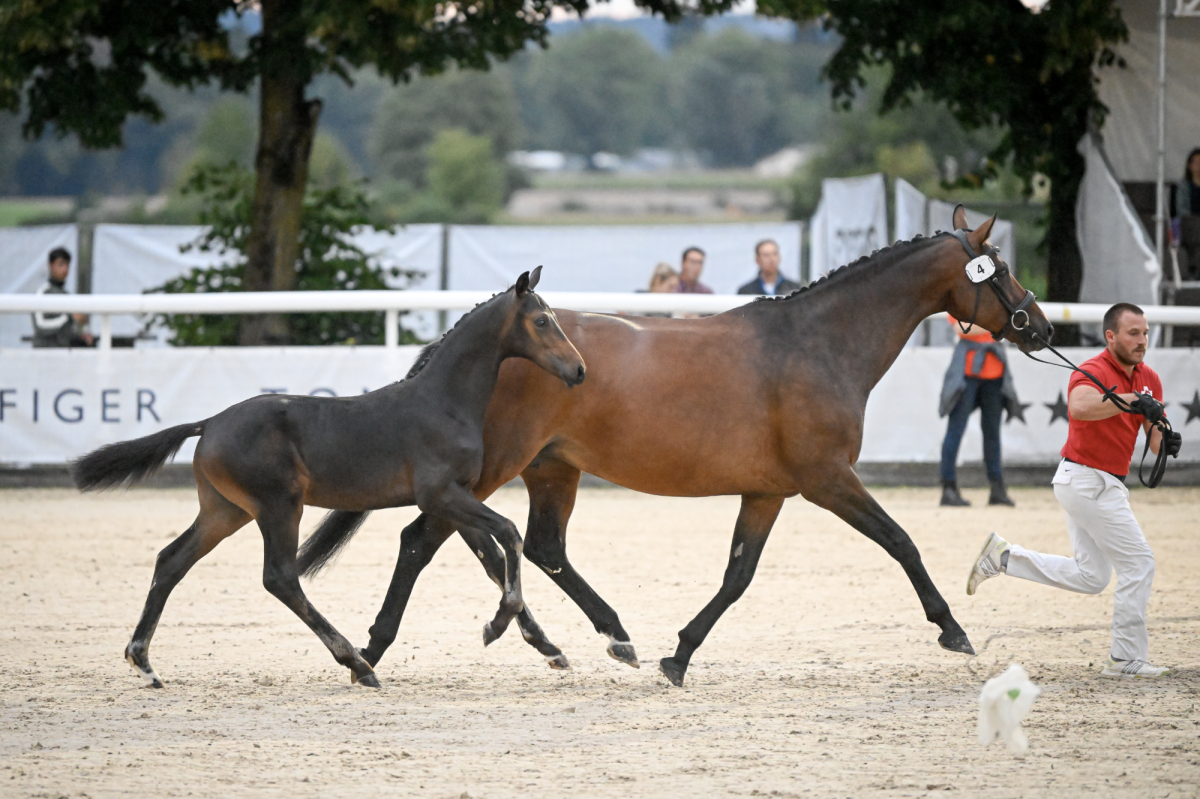 Zurich Equestrian Masters -  - Suisse Elite-Fohlenauktion