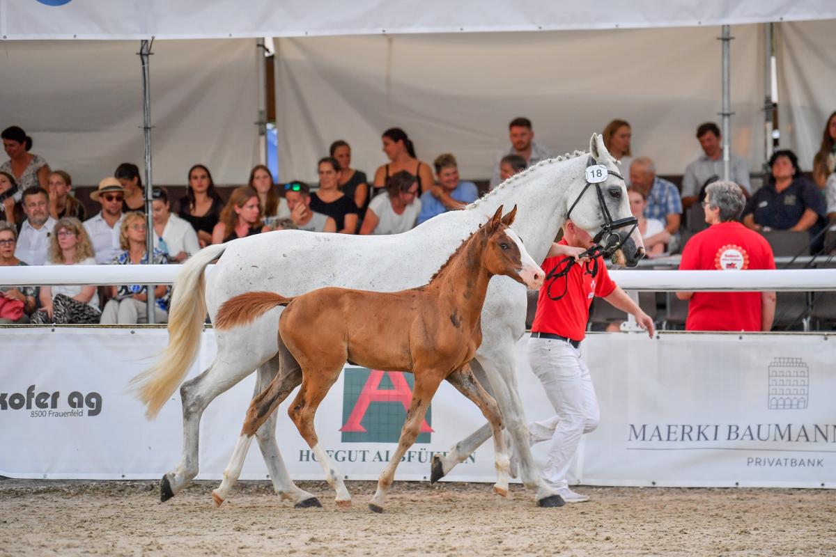 Zurich Equestrian Masters -  - Suisse Elite-Fohlenauktion